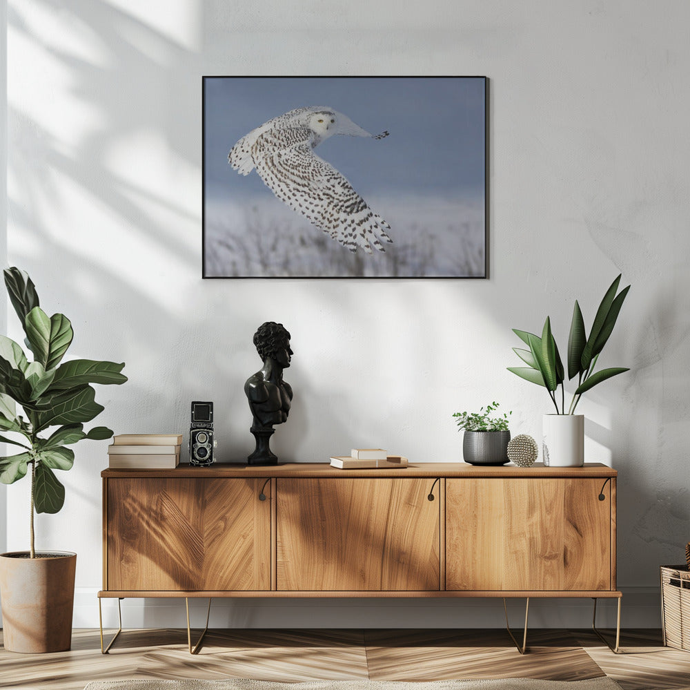 Snowy Owl | Poster