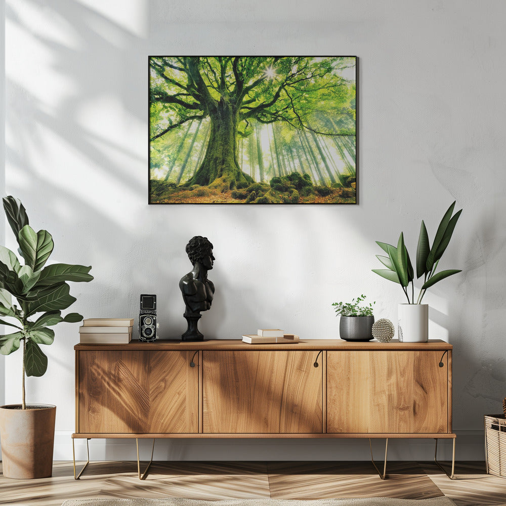 Ponthus' Beech | Poster