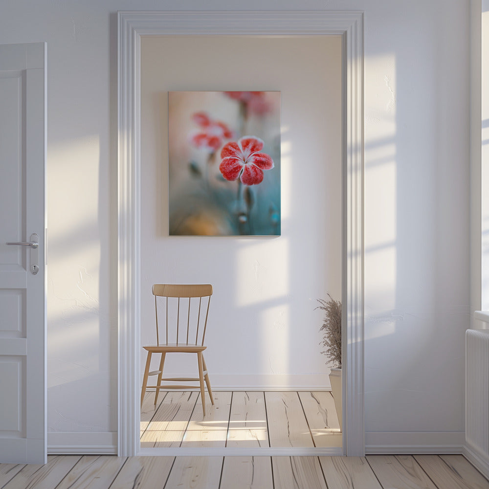 Dianthus | Canvas