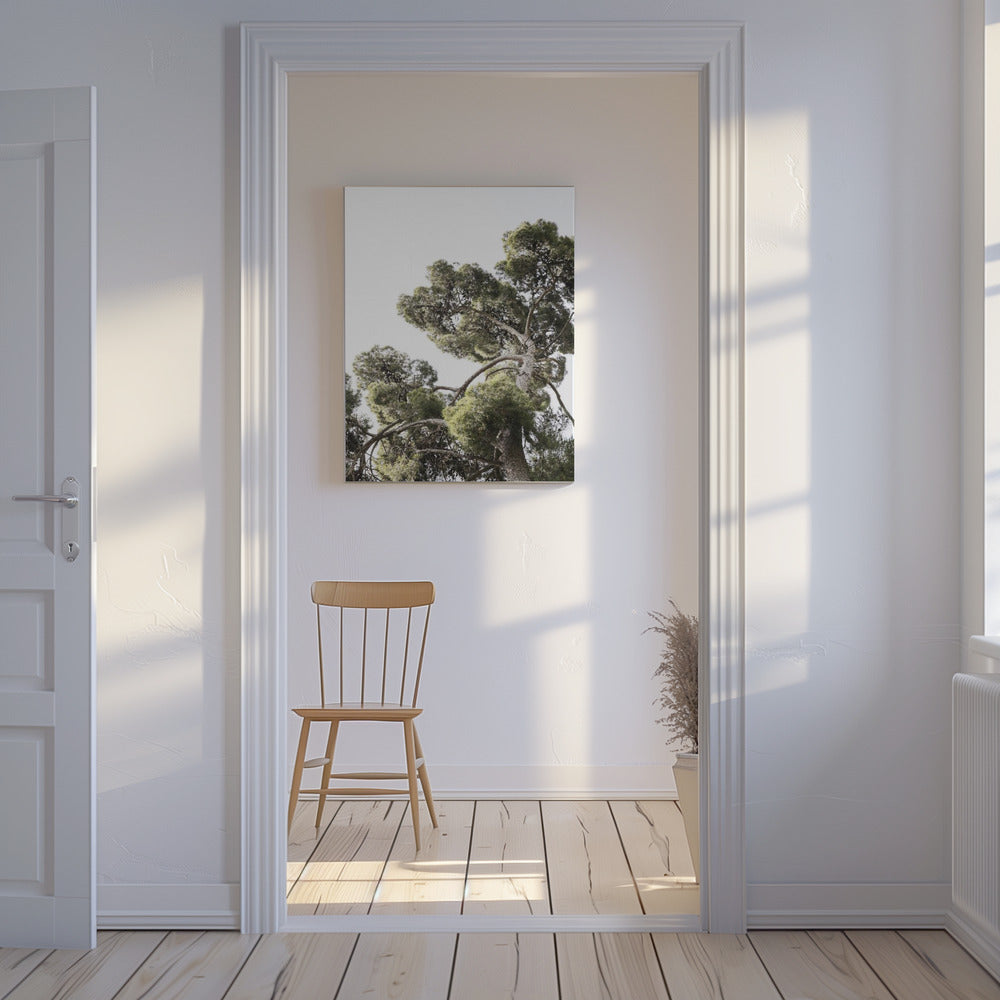 Towering Pines | Canvas