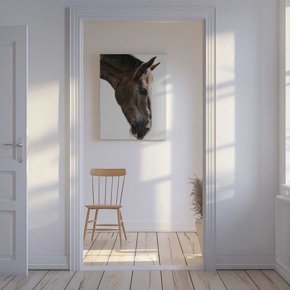 Majestic Equine Gaze | Canvas