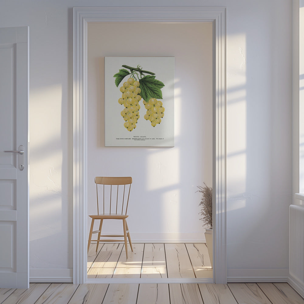 White Grape Lithograph | Canvas