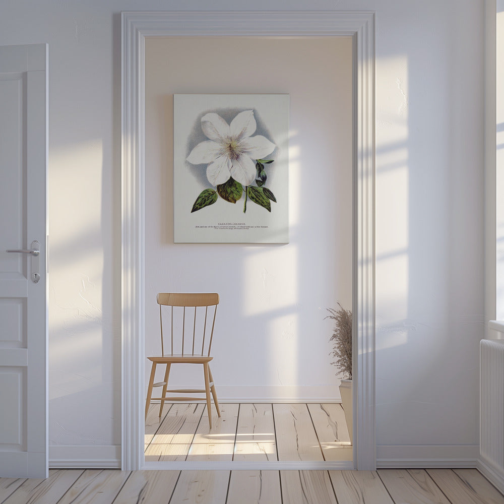 Clematis Flower Lithograph | Canvas