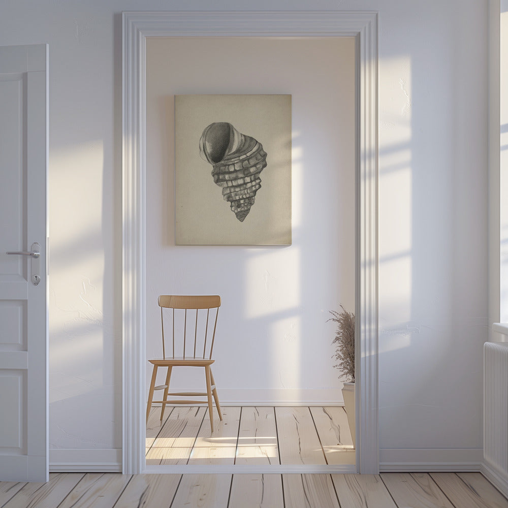 Seashells | Canvas