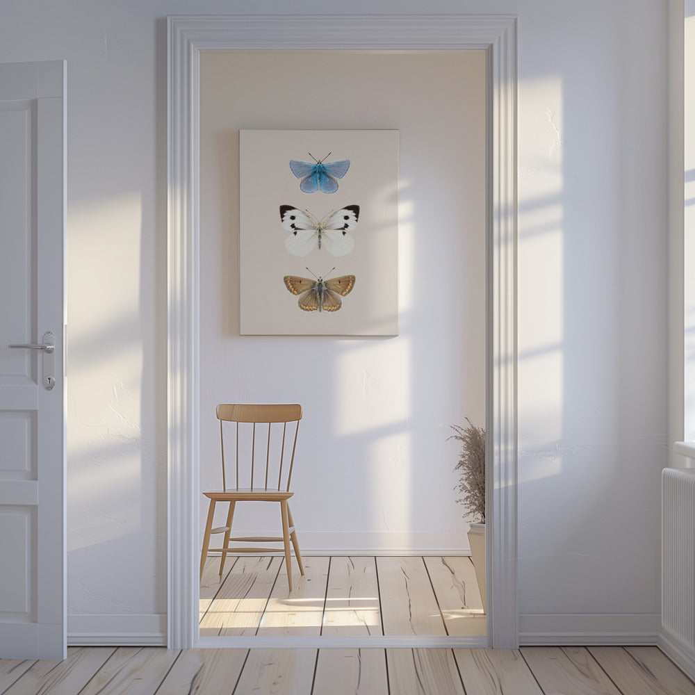 English Butterlies 2 | Canvas