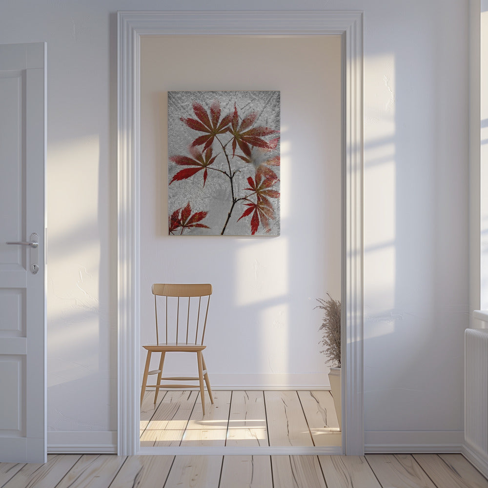 red maple | Canvas