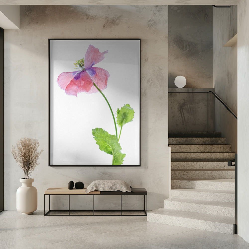 Poppy | Poster