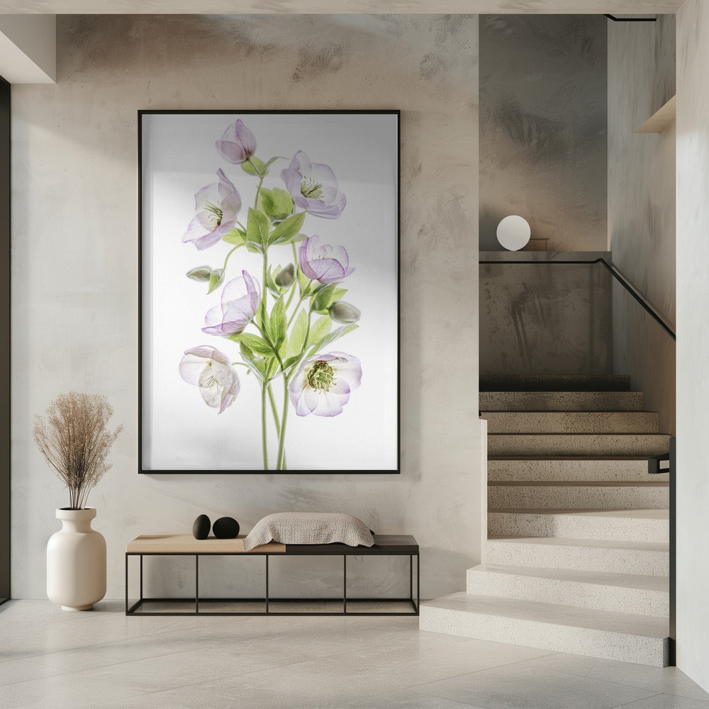 Hellebore | Poster