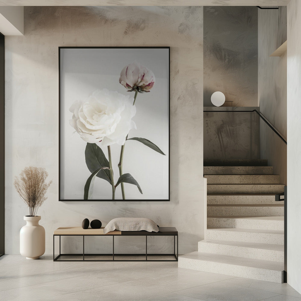 Peony 12 | Poster