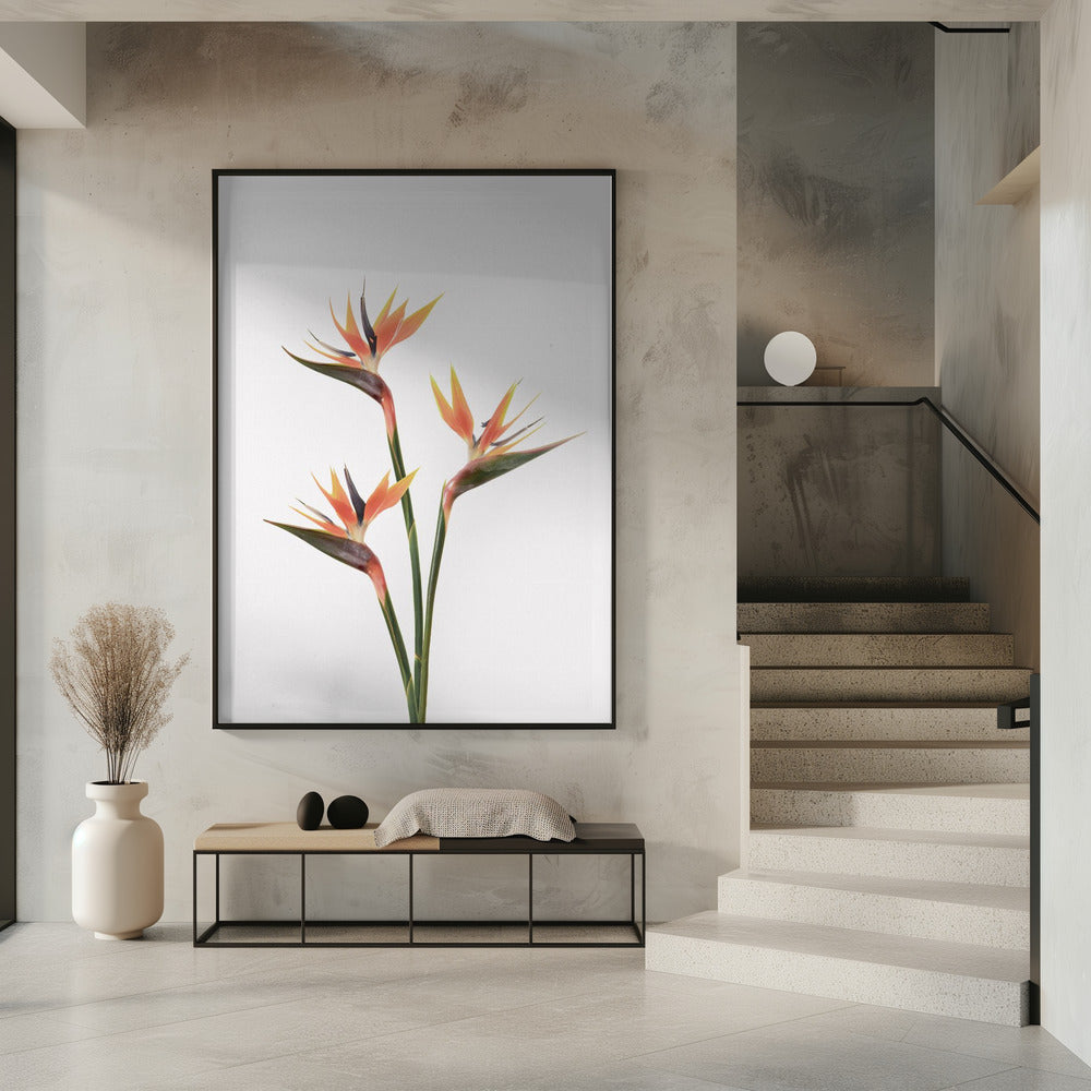 Birds of Paradise | Poster