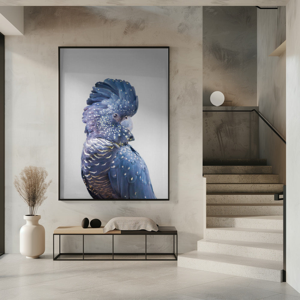 Black Cockatoo | Poster