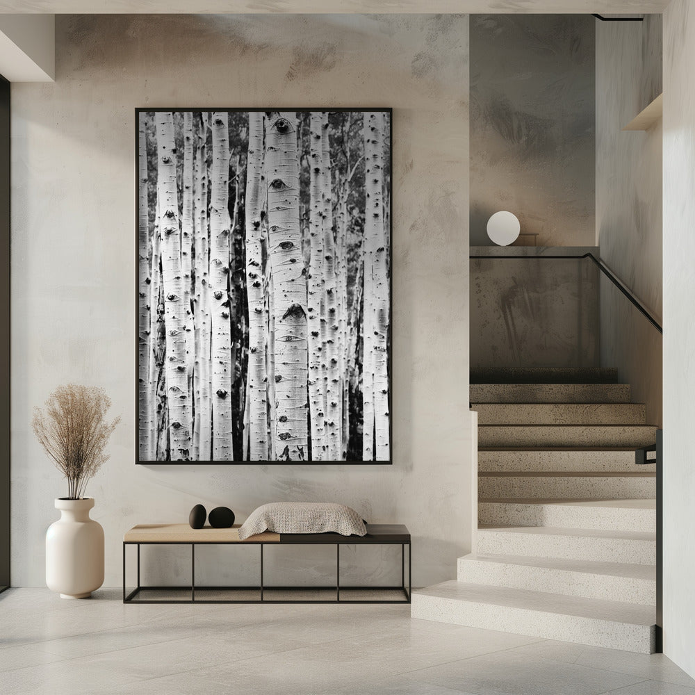 Birches | Poster