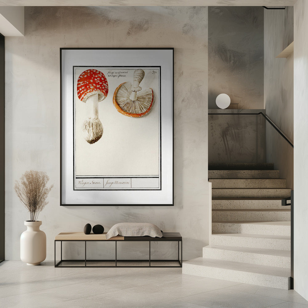 Fly Agaric, Amanita Muscaria | Poster