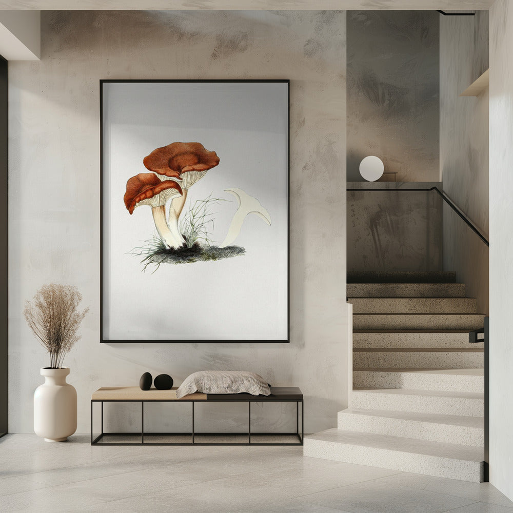 Hand Drawn Rufous Milkcap Mushroom | Poster