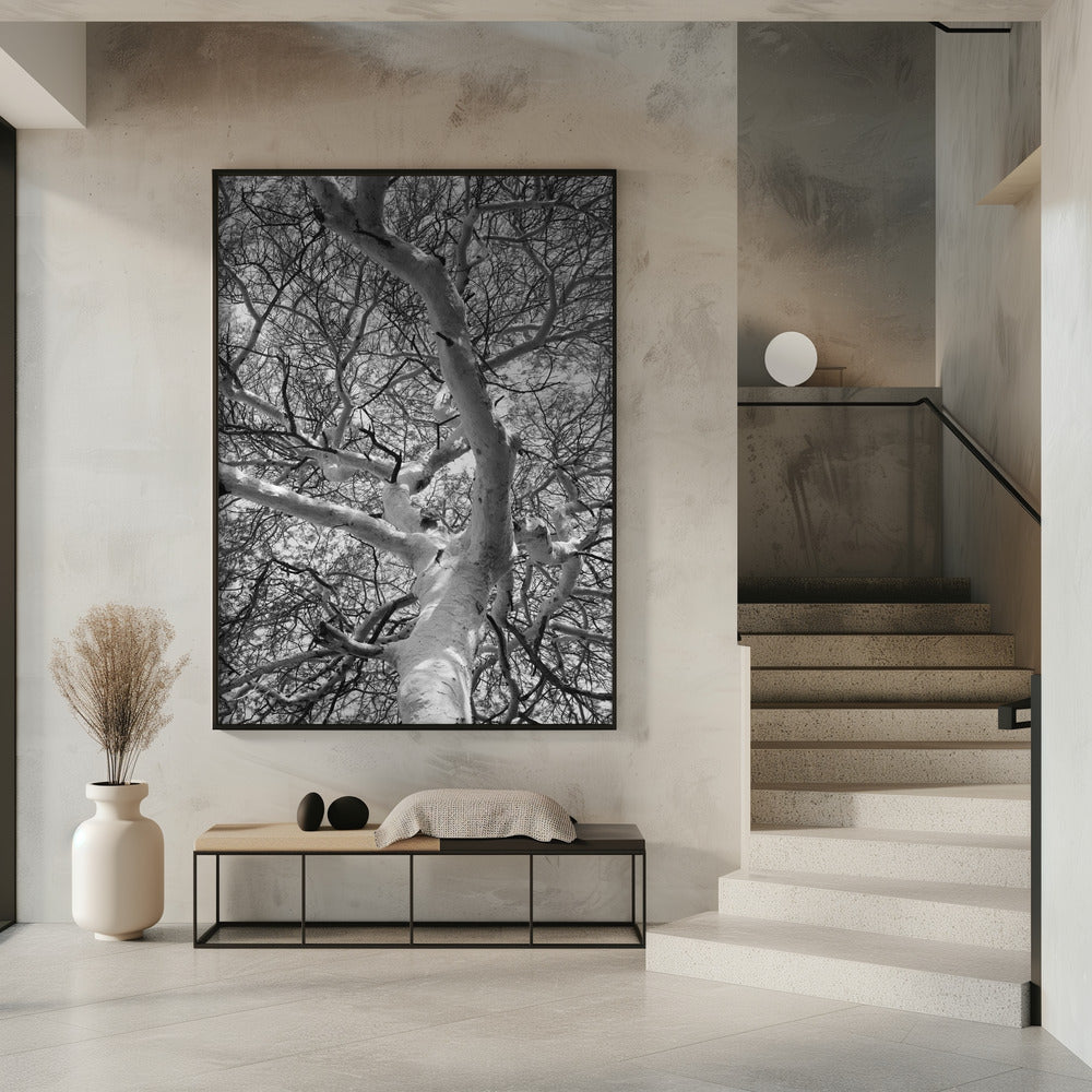 Silhouette Canopy | Poster