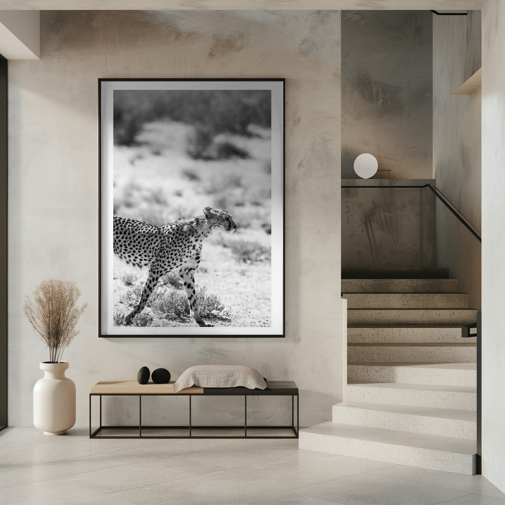 A Cheetah Walking | Poster