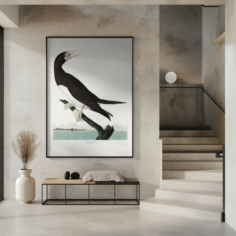 Booby Gannet From Birds of America (1827) | Poster