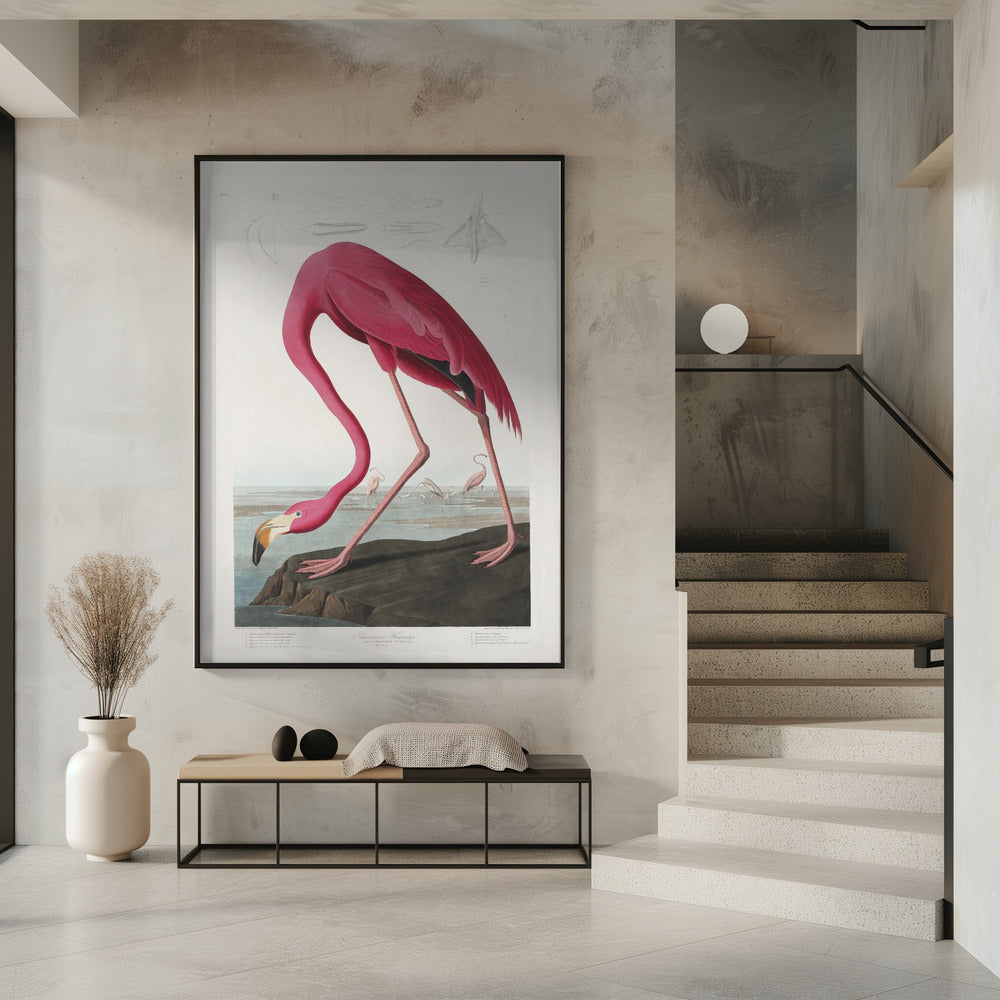 Pink Flamingo From Birds of America (1827) | Poster