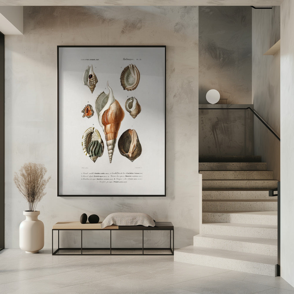 Different Types of Mollusks | Poster