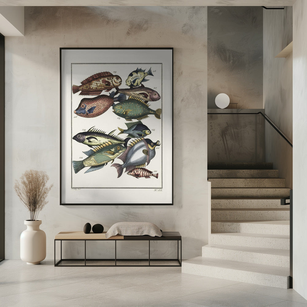 Exotic Fish (1767) By J V Schley | Poster