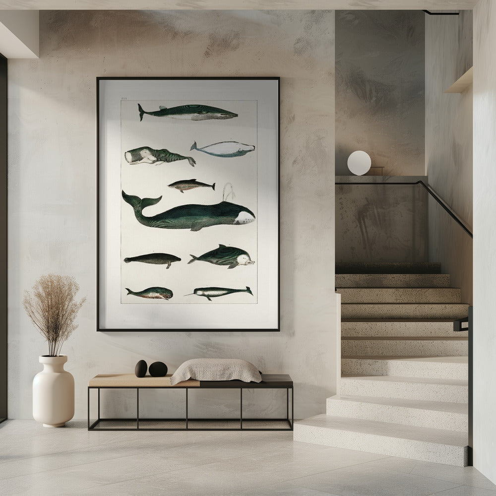 Vintage Whale Poster | Poster