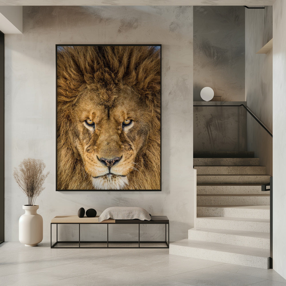 Serious Lion | Poster
