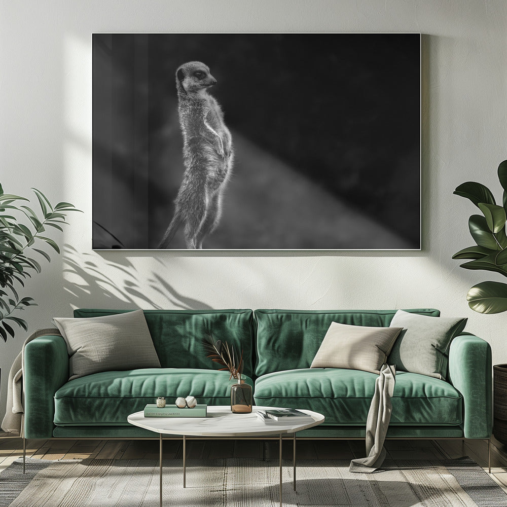 The meerkat | Canvas