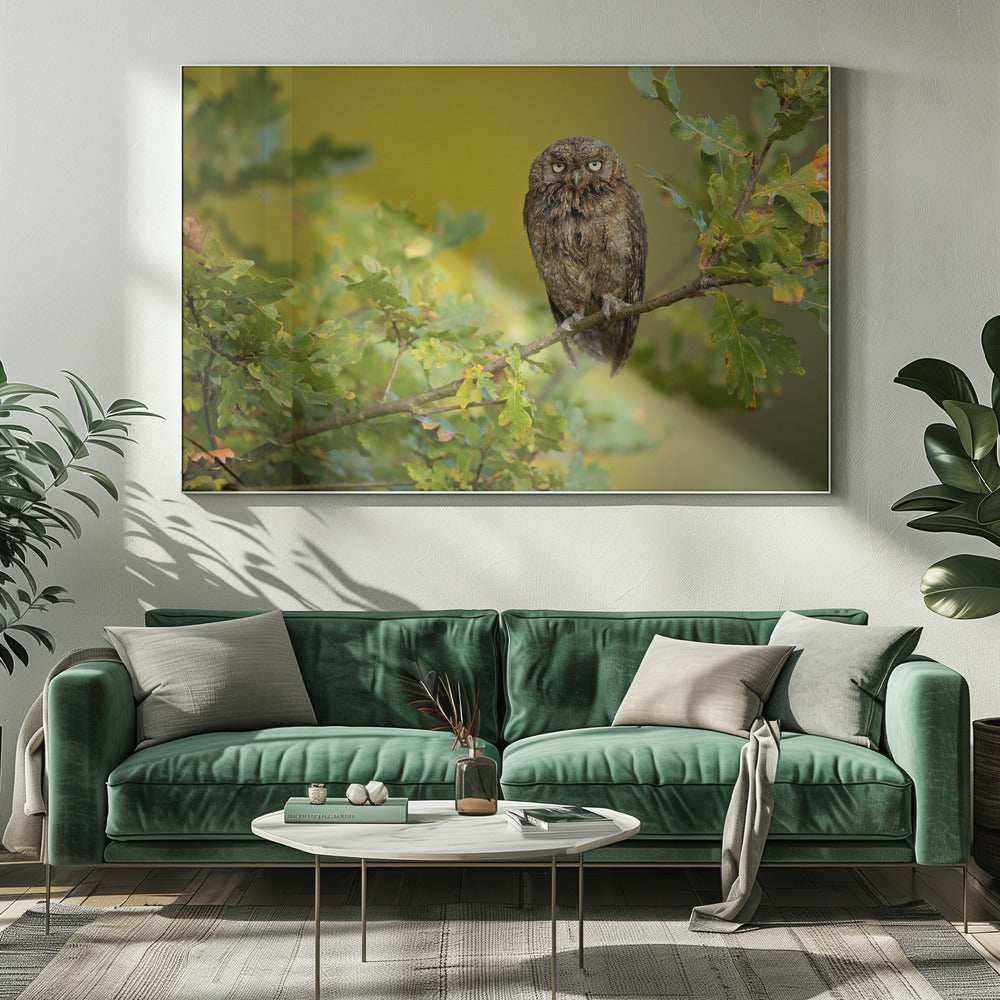 Eurasian Scops Owl | Canvas