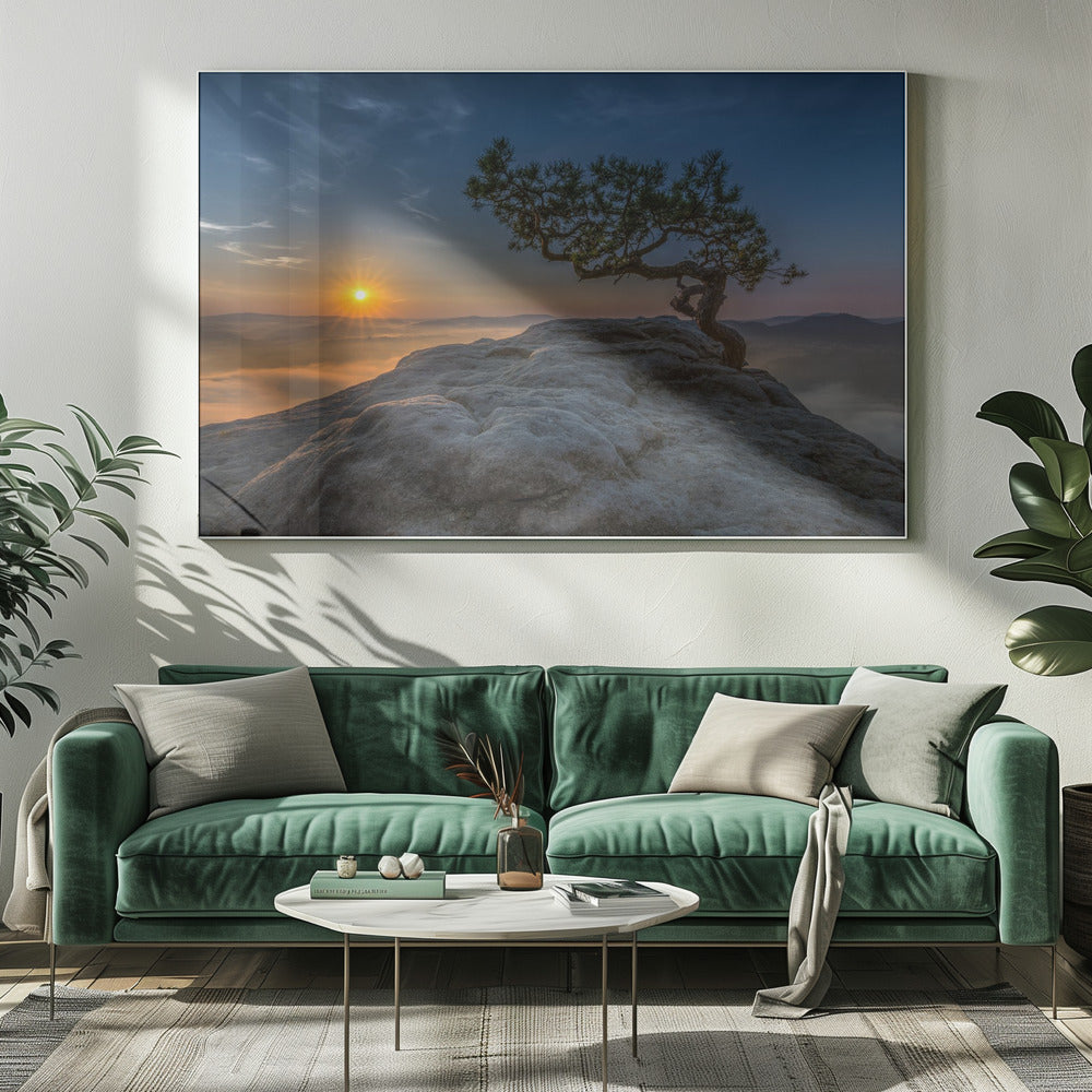 Old pine | Canvas