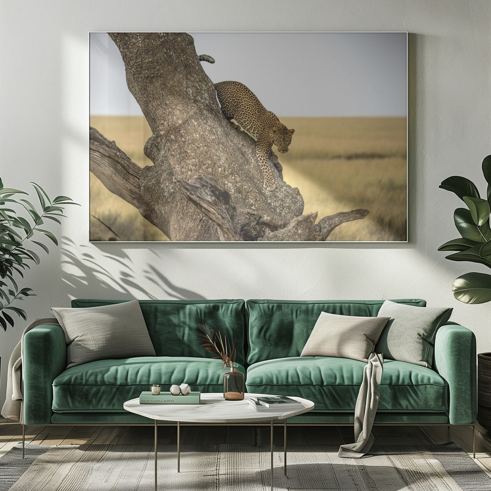 Leopard - Serengheti, Tanzania | Canvas