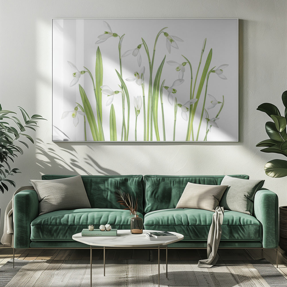 First Snowdrops | Canvas