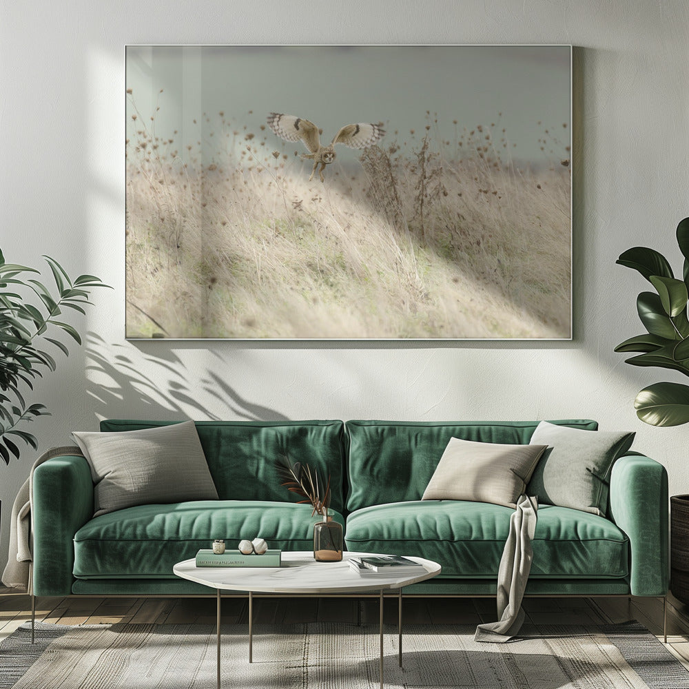 Hunting Short Eared Owl | Canvas