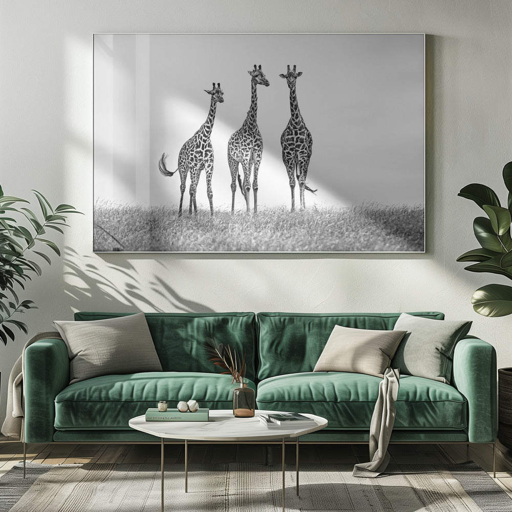 Giraffes in the Mara plains | Canvas