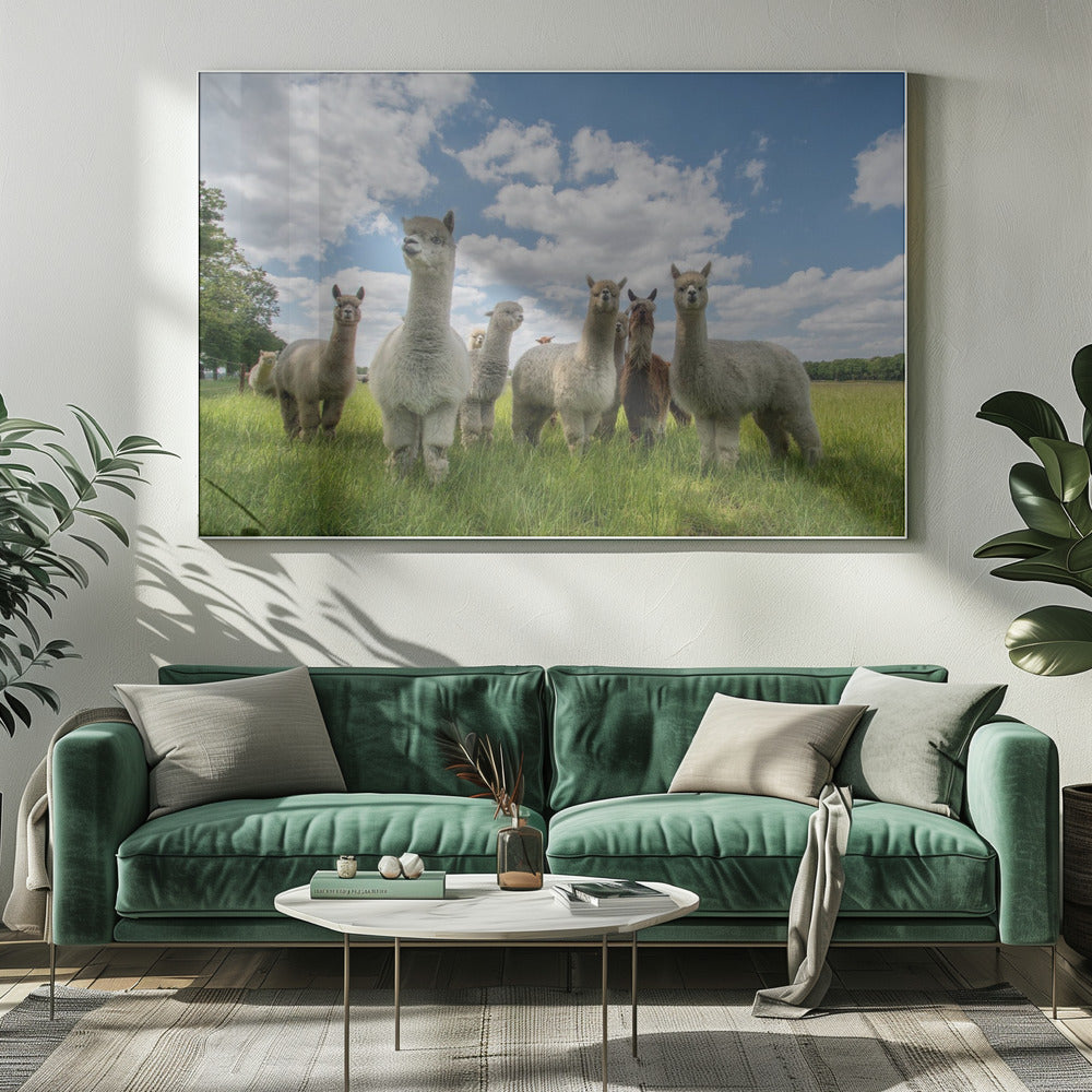 Send in the Alpaca's! | Canvas