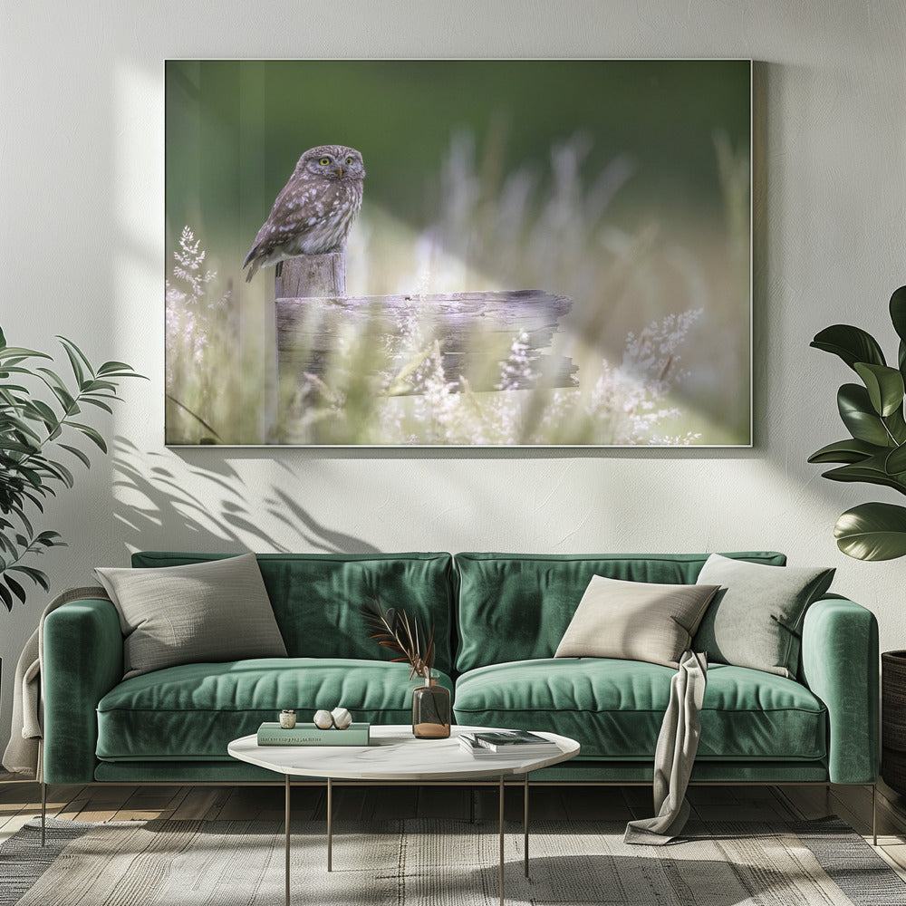 Little owl | Canvas