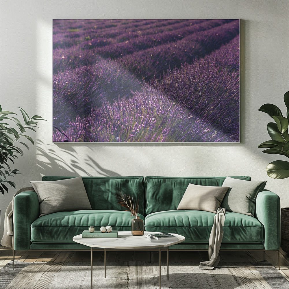 Provence Lavender | Canvas