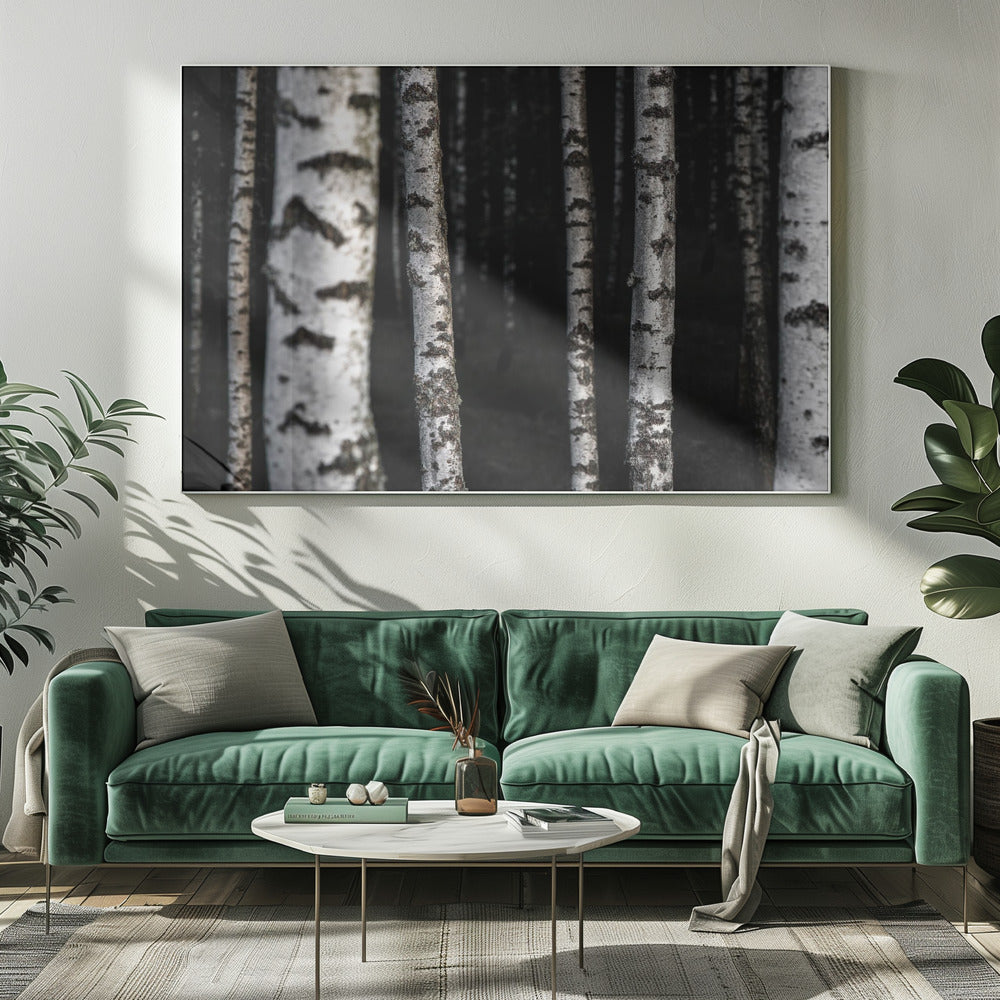 Birch Trees 8 | Canvas