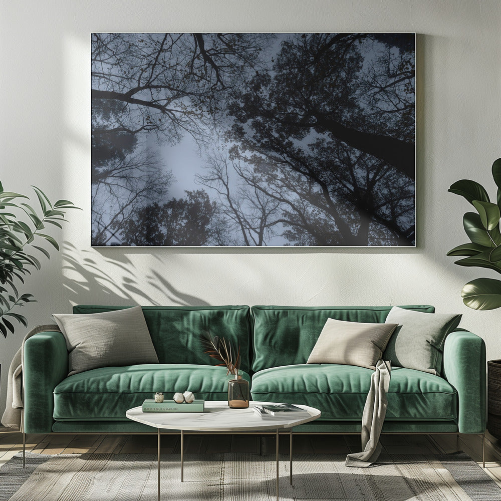 Looking Up 1 | Canvas