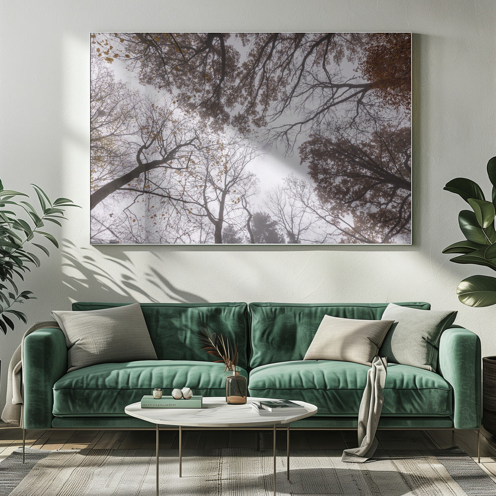 Looking Up 2 | Canvas