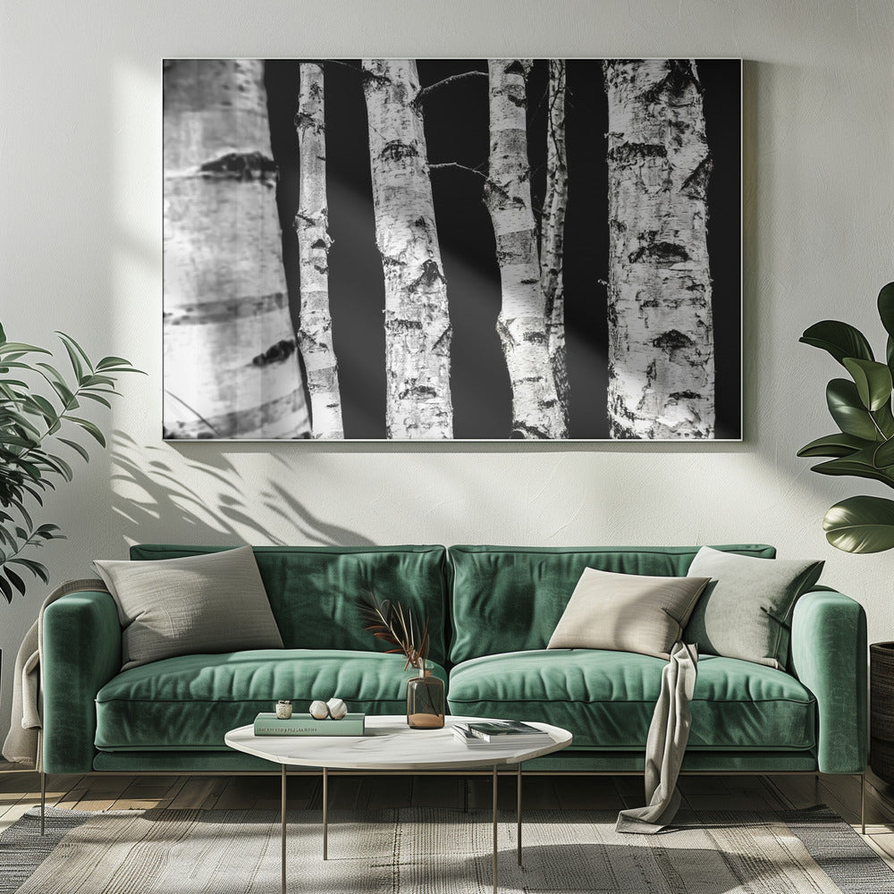 Birch Trees | Canvas