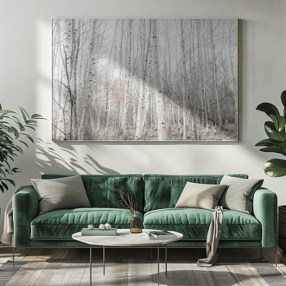 Birch Trees 9 | Canvas
