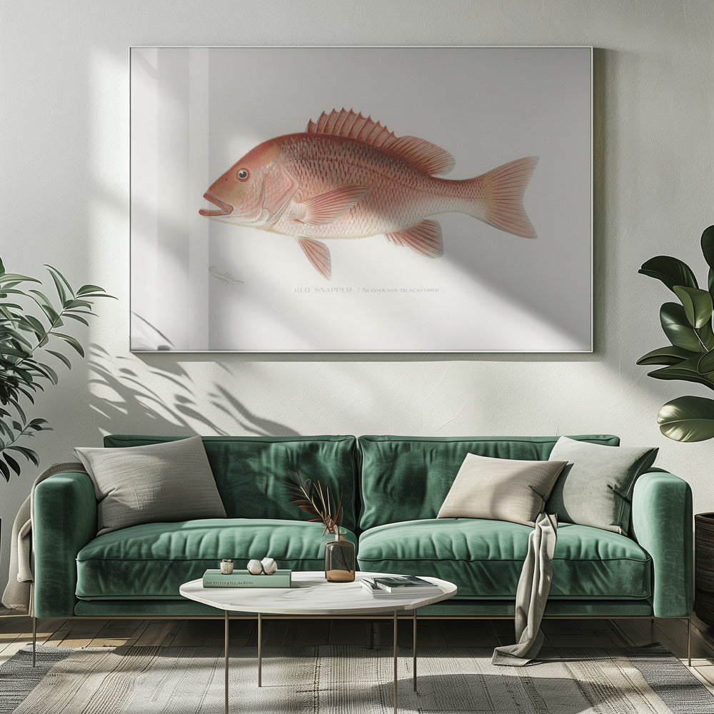Red Snapper | Canvas