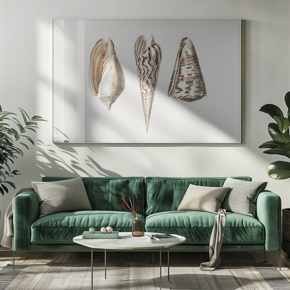 Three Mollusks Crop | Canvas