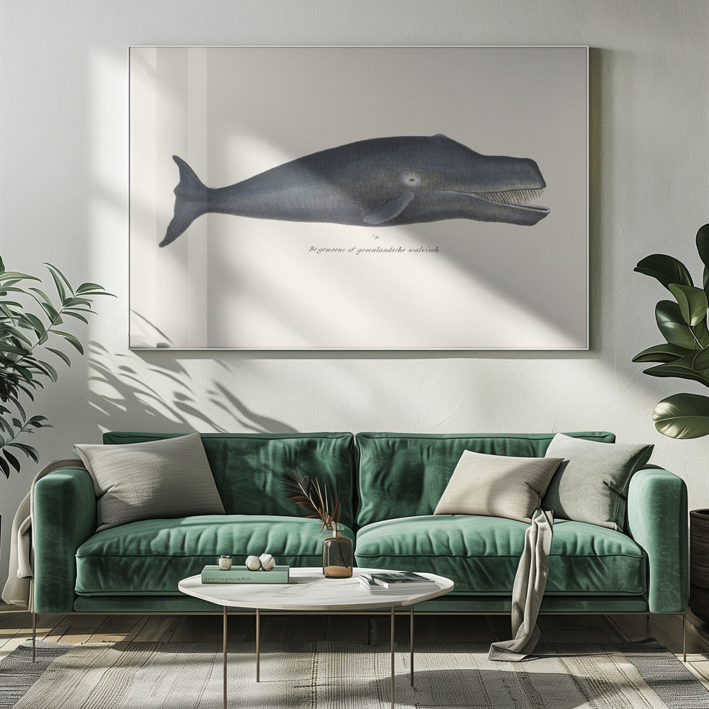 Whale I Antique Handcolored Sealife Lithograph 1824 | Canvas