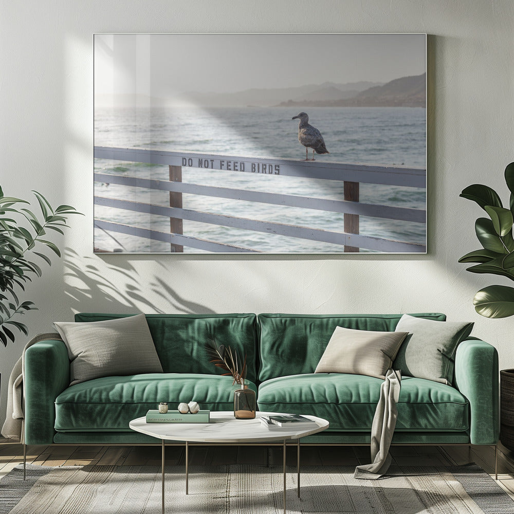 Do not feed birds | Canvas