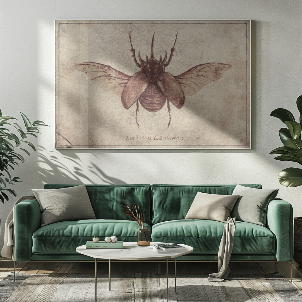 Eupatorus Gracilicornis Copy | Canvas