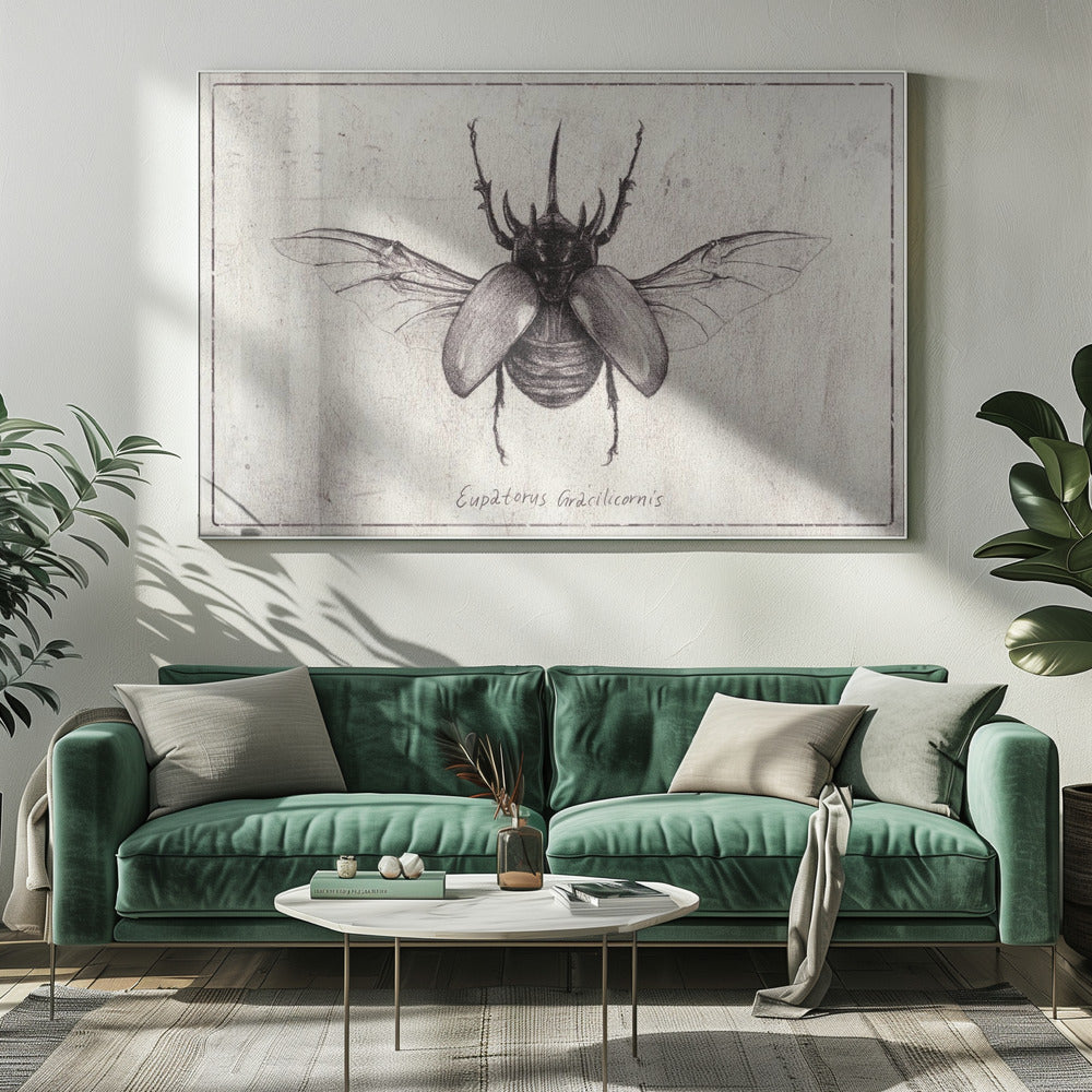 Pencil Drawing Of A Eupatorus Gracilicornis Beetle | Canvas