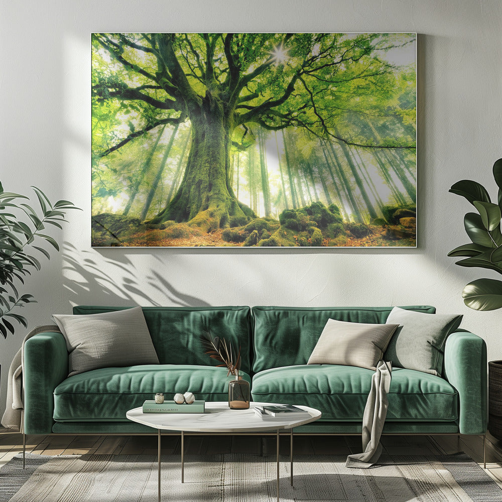 Ponthus' Beech | Canvas