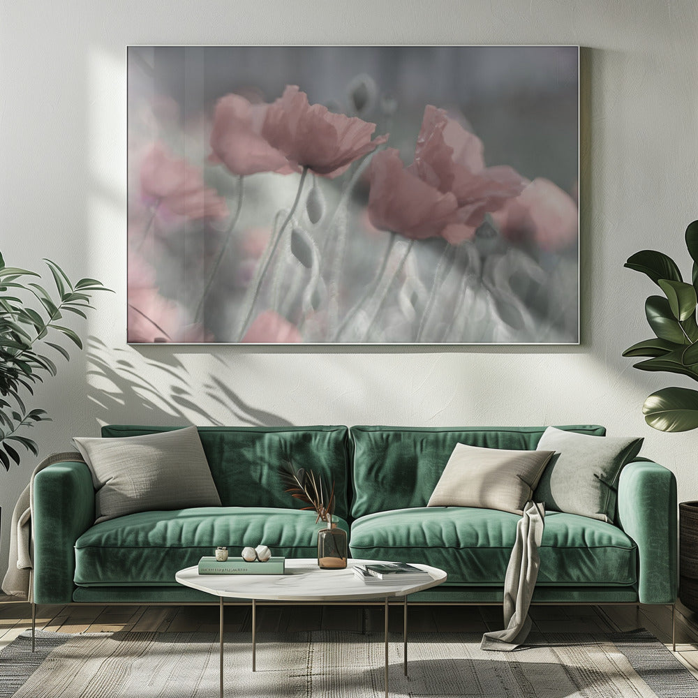 Softly | Canvas
