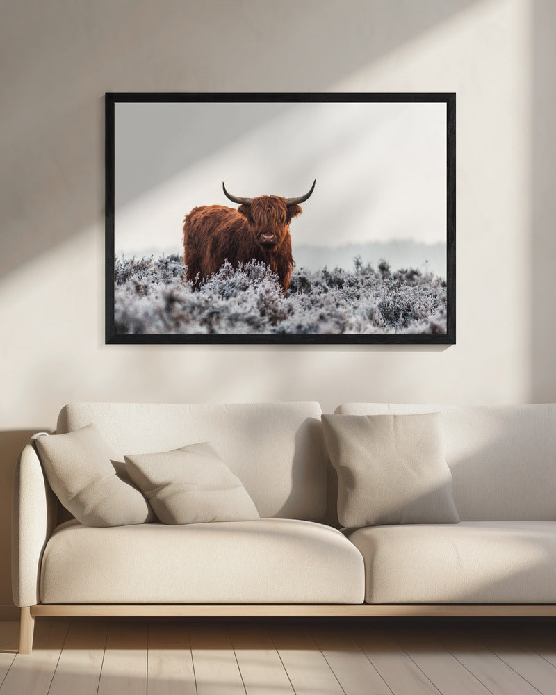 Highlander | Canvas